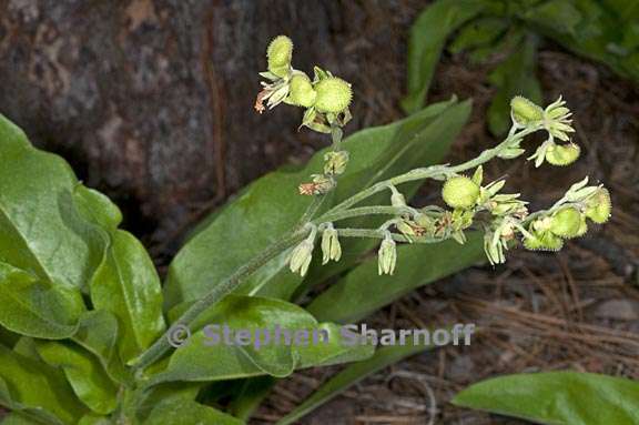 andersonglossum occidentale 6 graphic